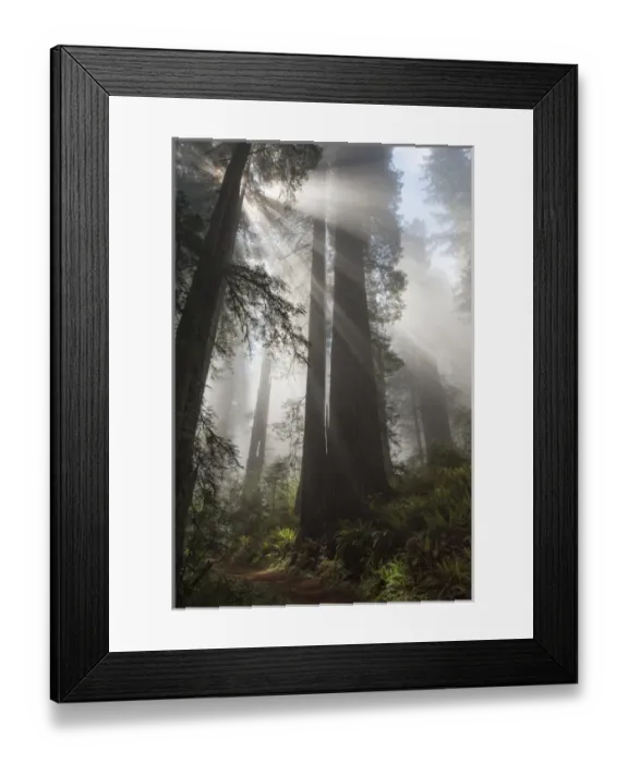 Framed Print : North America, USA, California. Sunlight streaming through high branches in early morning mist Framed Print : North America, USA, California. Sunlight streaming through high branches in early morning mist