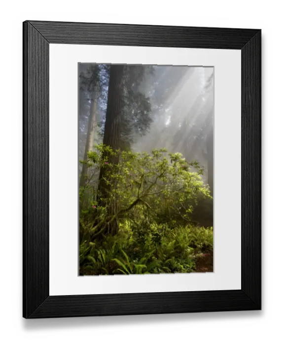 Framed Print : North America, USA, California. Sunlight streaming through the early morning mist on Rhododendron Framed Print : North America, USA, California. Sunlight streaming through the early morning mist on Rhododendron