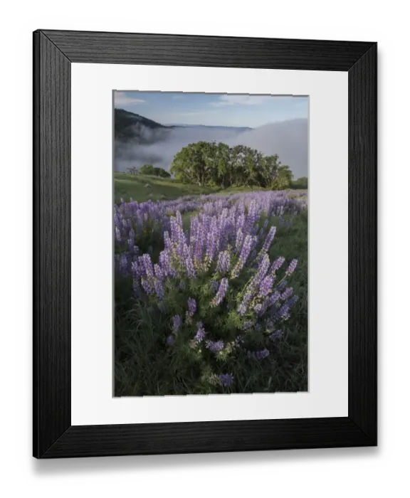 Framed Print : North America, USA, California. View from Bald Hills Road: oak trees, lupine, green hills and fog Framed Print : North America, USA, California. View from Bald Hills Road: oak trees, lupine, green hills and fog