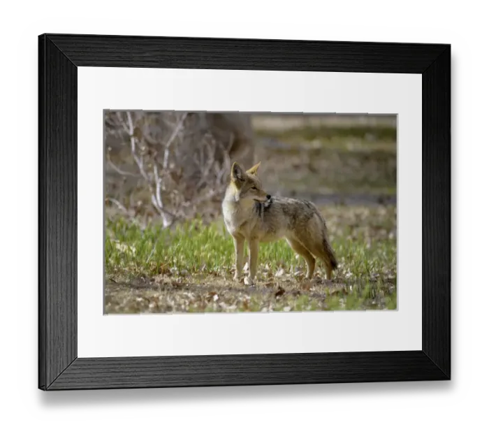 Framed Print : USA, California, Death Valley, Lone coyote (Canis latrans) standing in the grass Framed Print : USA, California, Death Valley, Lone coyote (Canis latrans) standing in the grass