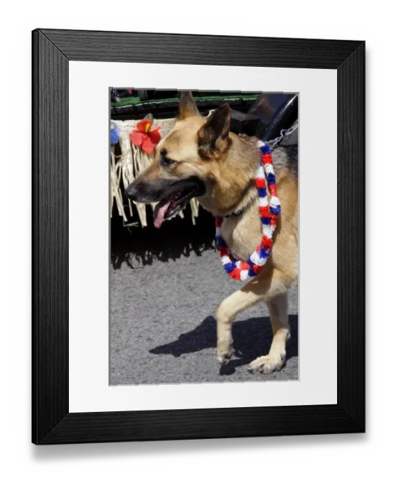 Framed Print : Cardiff by the Sea 100th Birthday Parade Framed Print : Cardiff by the Sea 100th Birthday Parade