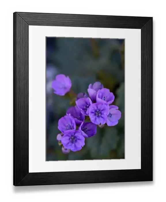 Framed Print : USA, California, Death Valley, Deep purple Notchleaf Phacelia wildflower Framed Print : USA, California, Death Valley, Deep purple Notchleaf Phacelia wildflower