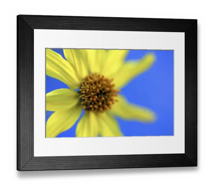 Framed Print : USA, California, San Diego. Parishs Golden-Eyes or Viguiera parishii Framed Print : USA, California, San Diego. Parishs Golden-Eyes or Viguiera parishii