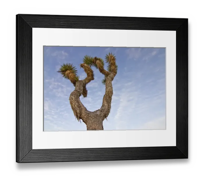 Framed Print : USA, California, Joshua Tree National Park. Joshua tree, a yucca that grows as a tree Framed Print : USA, California, Joshua Tree National Park. Joshua tree, a yucca that grows as a tree