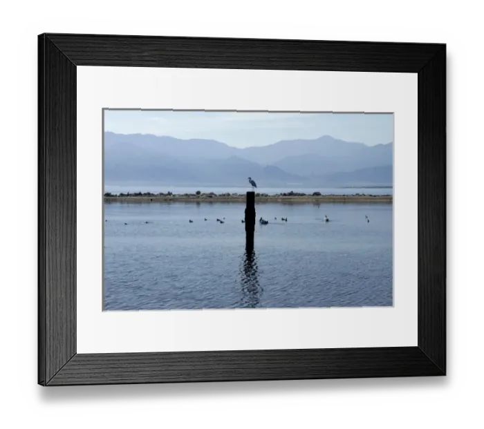 Framed Print : USA, California, Salton Sea. Egret on a pole at Salton Sea Framed Print : USA, California, Salton Sea. Egret on a pole at Salton Sea