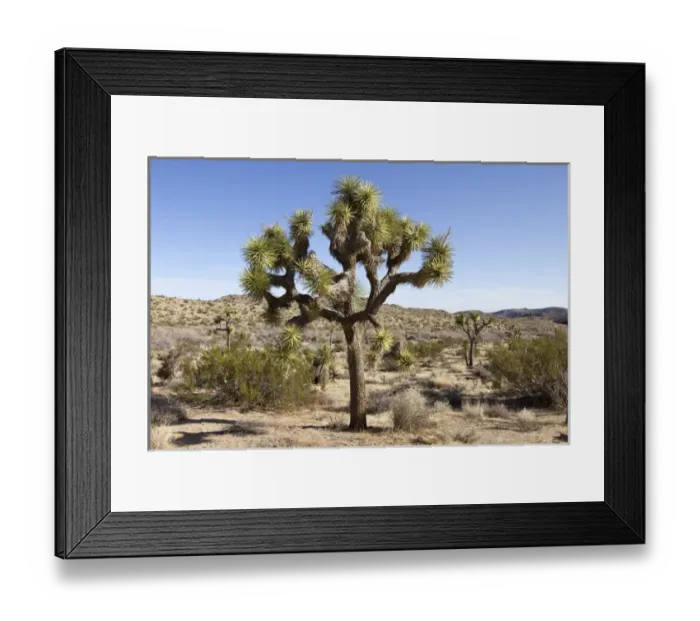 Framed Print : USA, California, Joshua Tree National Park. Joshua tree, a yucca that grows as a tree Framed Print : USA, California, Joshua Tree National Park. Joshua tree, a yucca that grows as a tree