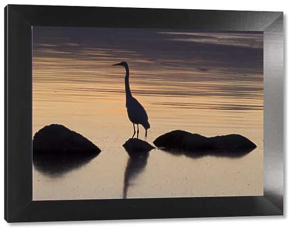 USA, California, Salton Sea. Egret at sunset