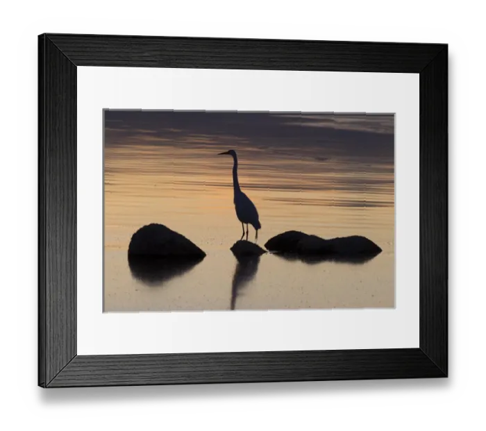 Framed Print : USA, California, Salton Sea. Egret at sunset Framed Print : USA, California, Salton Sea. Egret at sunset