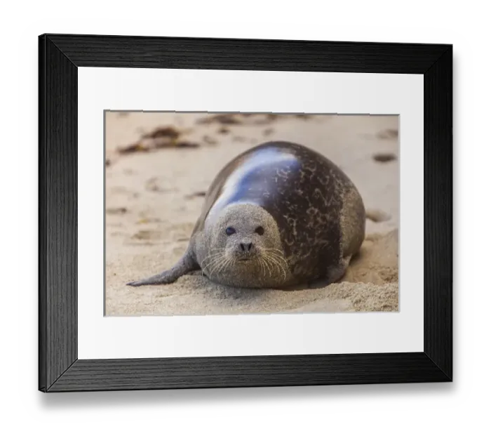 Framed Print : La Jolla Cove, San Diego - Harbor Seal on the Beach