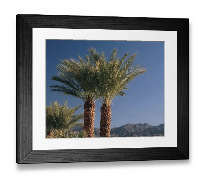 Framed Print : Palm Trees at Furnace Creek, Death Valley National Park, California, USA Framed Print : Palm Trees at Furnace Creek, Death Valley National Park, California, USA