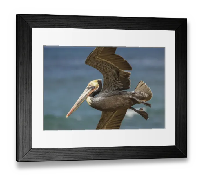 Framed Print : La Jolla Cove-Brown Soaring above the Pacific Framed Print : La Jolla Cove-Brown Soaring above the Pacific