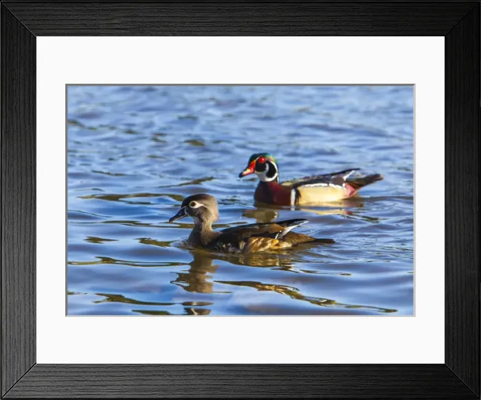 Framed Print : Lake Murray San Diego - Wood Duck Pair Cruising Framed Print : Lake Murray San Diego - Wood Duck Pair Cruising