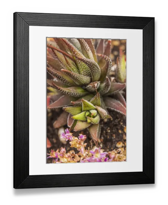 Framed Print : Aloe plants - young and old Framed Print : Aloe plants - young and old