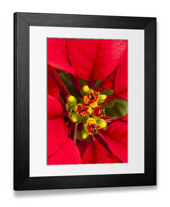 Framed Print : Poinsetia in all its Christmas Glory