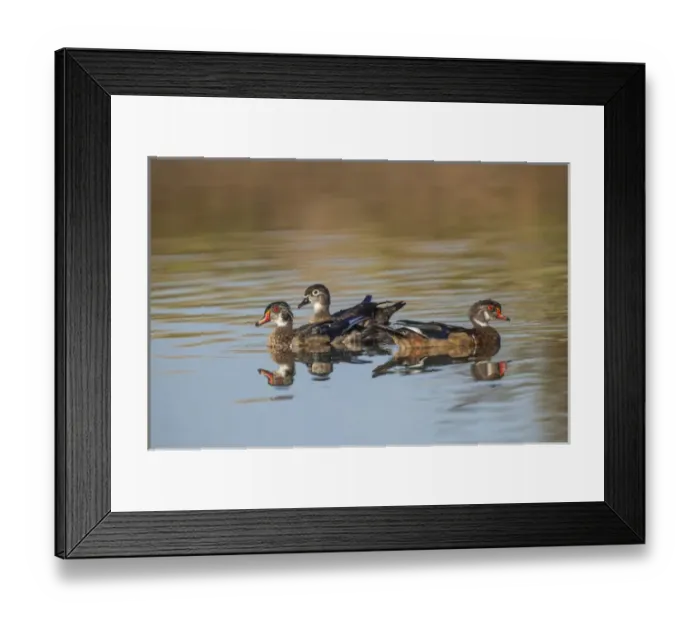 Framed Print : Lake Murray. San Diego, California. Wood Ducks and divergent directions Framed Print : Lake Murray. San Diego, California. Wood Ducks and divergent directions