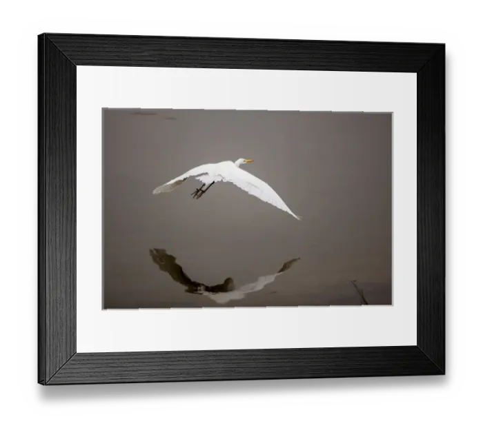 Framed Print : Lake Murray, San Diego, California. Reflection and soaring with a Great Egret Framed Print : Lake Murray, San Diego, California. Reflection and soaring with a Great Egret