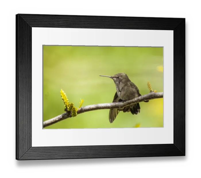 Framed Print : Annas Hummingbird at rest. Perched on the branch of a honey locust tree Framed Print : Annas Hummingbird at rest. Perched on the branch of a honey locust tree