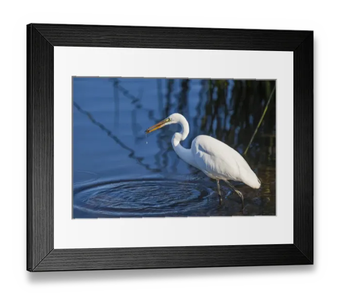 Framed Print : Lake Murray, San Diego, California. Wading Great Egret with Crayfish Catch