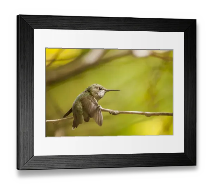 Framed Print : Annas Hummingbird. At rest and perched Framed Print : Annas Hummingbird. At rest and perched