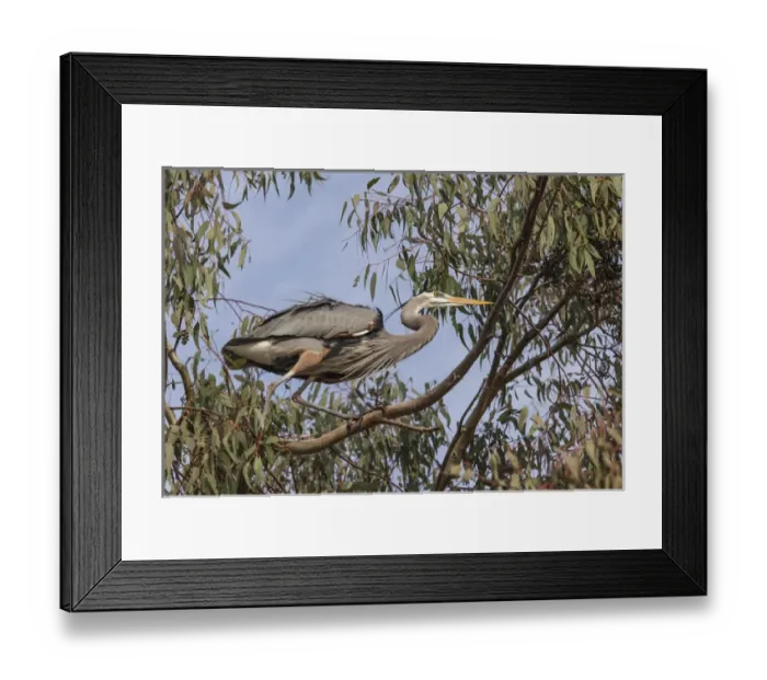 Framed Print : Lake Murray. San Diego, California. Male Great Blue Heron on the edge of the nest