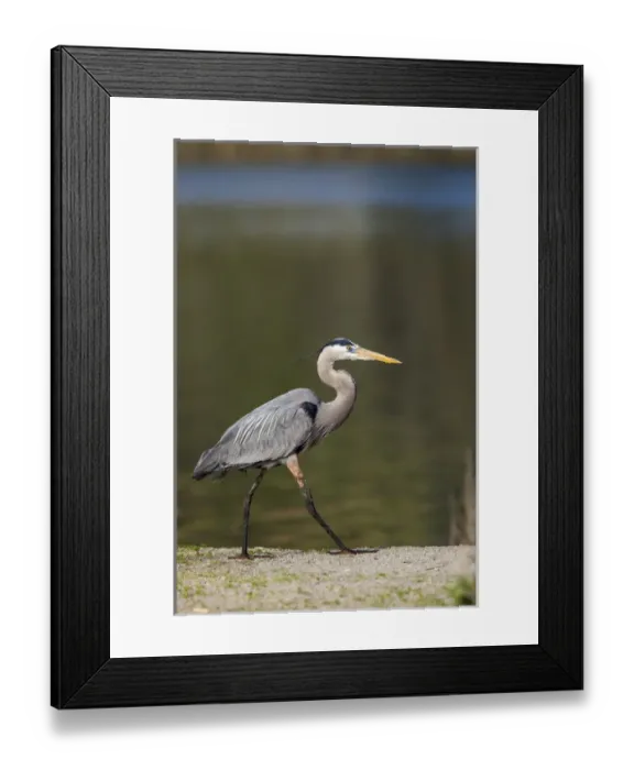 Framed Print : Lake Murray. San Diego, California. Male Great Blue Heron Strolling the shoreline Framed Print : Lake Murray. San Diego, California. Male Great Blue Heron Strolling the shoreline