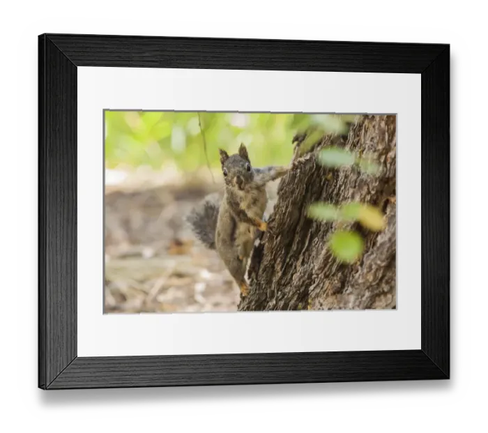 Framed Print : Eastern Sierra Nevada. An inquisitive Douglas Squirrel or Chickaree Framed Print : Eastern Sierra Nevada. An inquisitive Douglas Squirrel or Chickaree