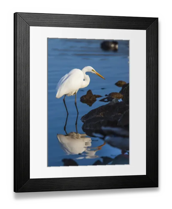 Framed Print : Lake Murray. San Diego, California. A Great Egret prowling the shoreline for a