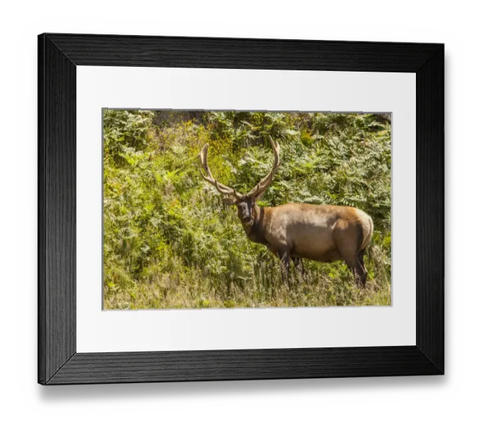 Framed Print : Roosevelt Elk browsing along the Pacific coast at Prairie Creek Redwoods State Park Framed Print : Roosevelt Elk browsing along the Pacific coast at Prairie Creek Redwoods State Park