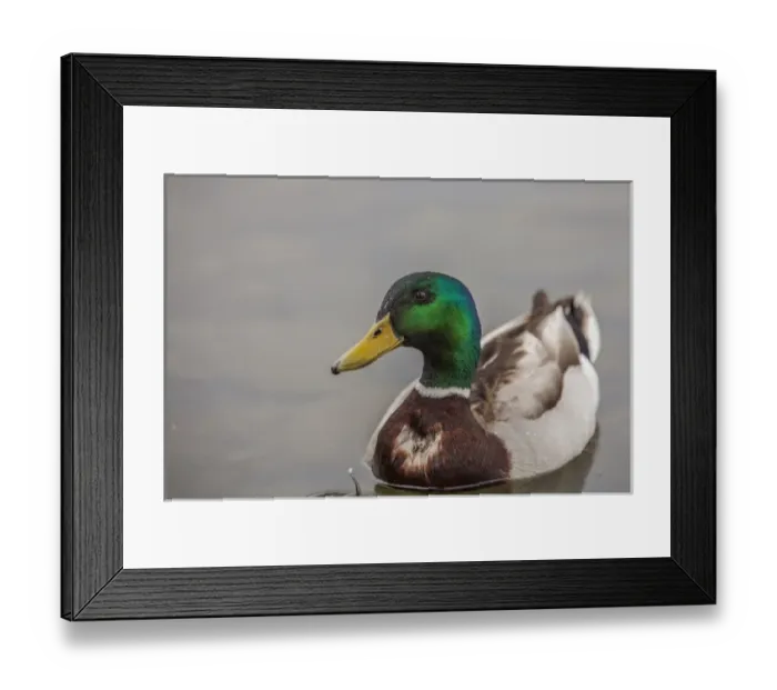 Framed Print : A Drake Mallard afloat in the waters of Lake Murray, San Diego California
