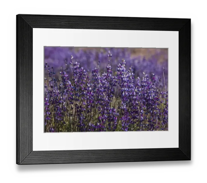 Framed Print : Big Pine Creek hillside, Eastern Sierra, California. Fields of flowering, purple lupine Framed Print : Big Pine Creek hillside, Eastern Sierra, California. Fields of flowering, purple lupine