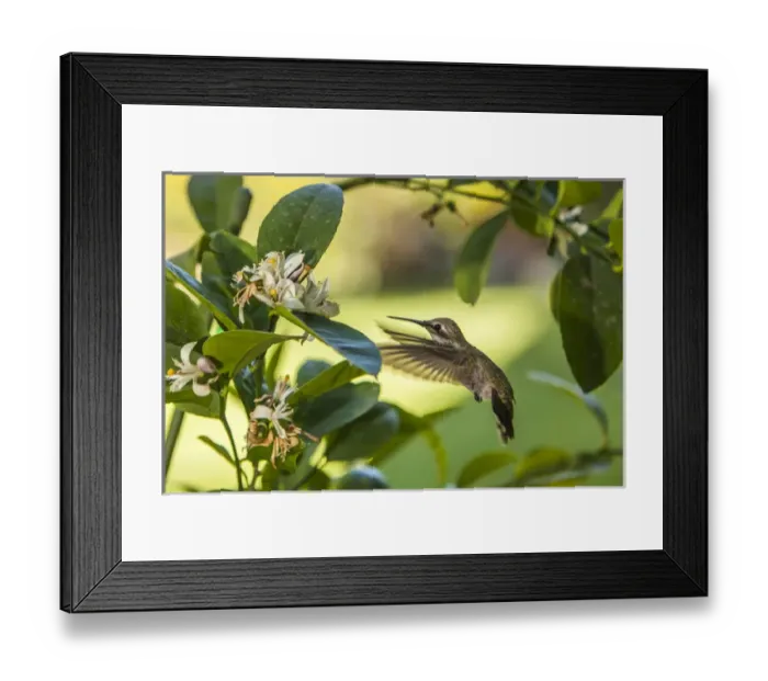 Framed Print : Annas Hummingbird sipping at a Meyer Lemon tree Framed Print : Annas Hummingbird sipping at a Meyer Lemon tree