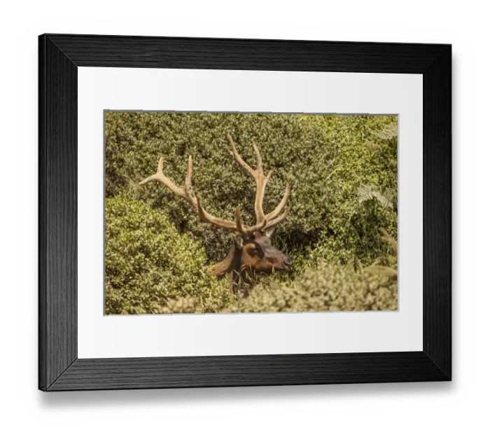 Framed Print : Roosevelt Elk at midday along the Pacific coast at Prairie Creek Redwoods State Park Framed Print : Roosevelt Elk at midday along the Pacific coast at Prairie Creek Redwoods State Park