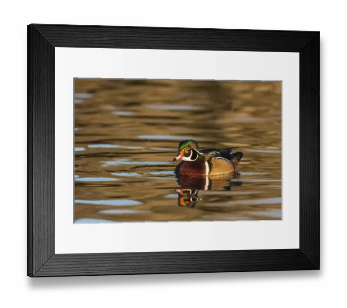Framed Print : Male woodduck reflected in the golden evening colors of Lake Murray Framed Print : Male woodduck reflected in the golden evening colors of Lake Murray