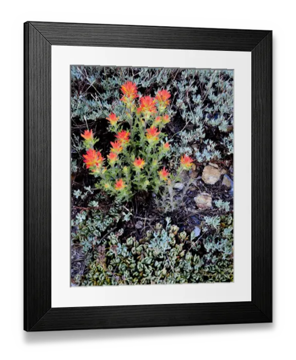 Framed Print : Ansel Adams Wilderness, CA, USA, Miniature Garden at Gem Lake Framed Print : Ansel Adams Wilderness, CA, USA, Miniature Garden at Gem Lake