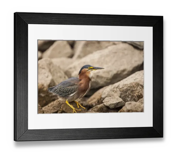 Framed Print : Lake Murray. San Diego, California. A Green Heron and catch-eaten Framed Print : Lake Murray. San Diego, California. A Green Heron and catch-eaten