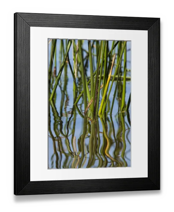 Framed Print : Patterns amid the reflection of reeds in the waters of Lake Murray Framed Print : Patterns amid the reflection of reeds in the waters of Lake Murray