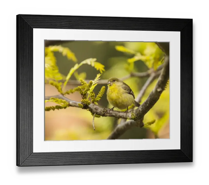 Framed Print : Yellow Finch with young seeds of a Honey Locust Tree