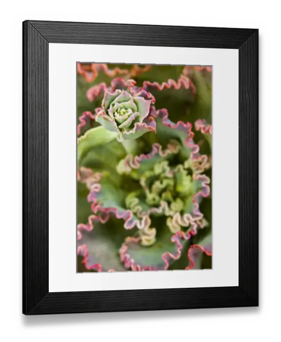 Framed Print : Emerging bud of an Echeveria Plant
