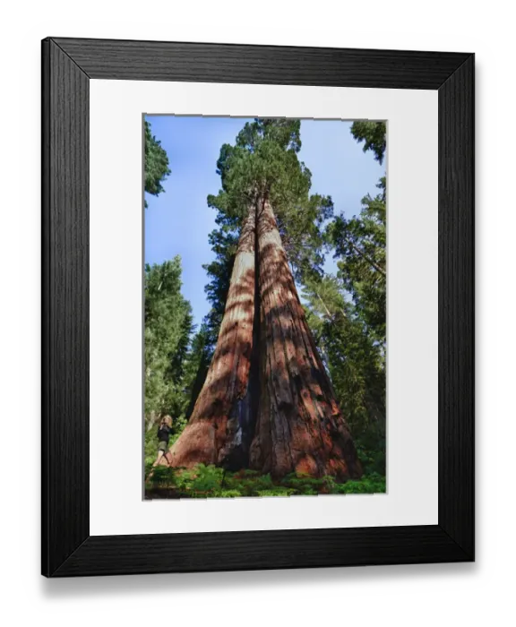 Framed Print : Tuolumne Grove, Yosemite National Park, CA, Woman videotaping at the base of a massive Sequoia