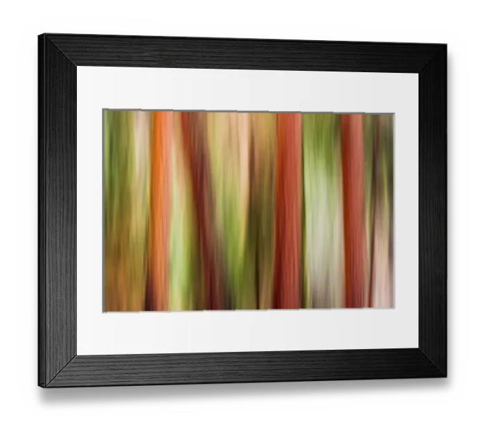 Framed Print : Forest abstract, Yosemite Valley, Yosemite National Park, California USA Framed Print : Forest abstract, Yosemite Valley, Yosemite National Park, California USA