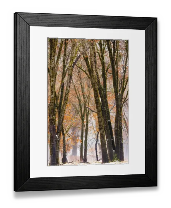 Framed Print : Black oaks in winter, Yosemite Valley, Yosemite National Park, California USA Framed Print : Black oaks in winter, Yosemite Valley, Yosemite National Park, California USA