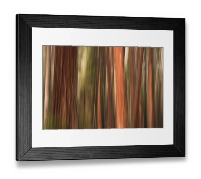 Framed Print : Forest abstract, Yosemite Valley, Yosemite National Park, California USA