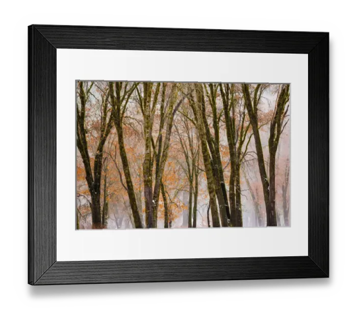 Framed Print : Black oaks in winter, Yosemite Valley, Yosemite National Park, California USA