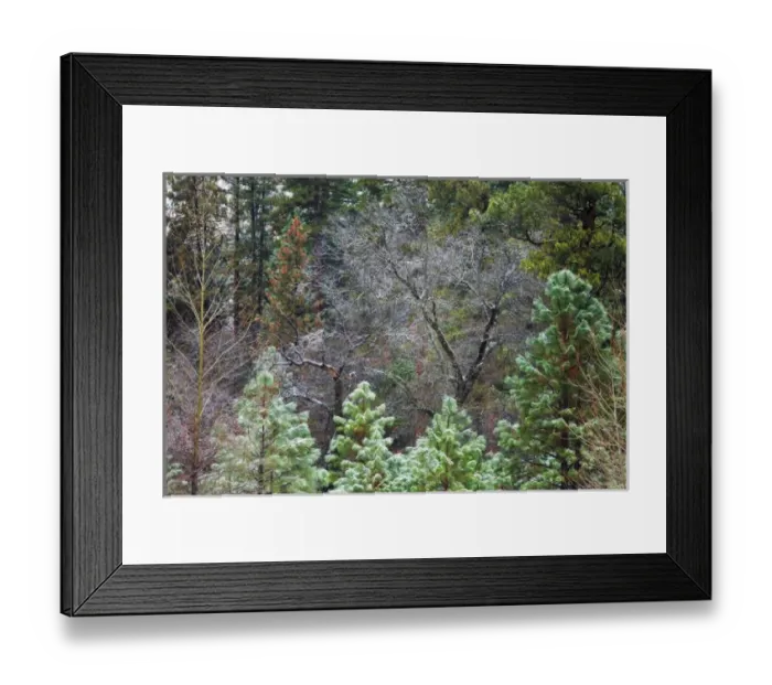 Framed Print : Mixed forest in winter, Yosemite Valley, Yosemite National Park, California USA Framed Print : Mixed forest in winter, Yosemite Valley, Yosemite National Park, California USA