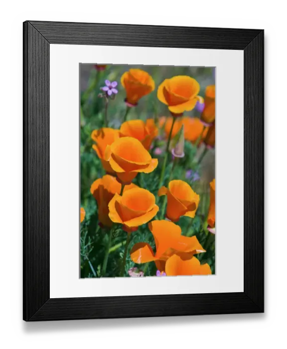 Framed Print : California Poppies (Eschscholzia californica), Antelope Valley, California USA Framed Print : California Poppies (Eschscholzia californica), Antelope Valley, California USA