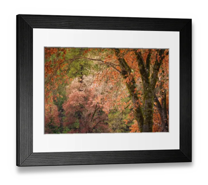Framed Print : Black oaks in winter, Yosemite Valley, Yosemite National Park, California USA Framed Print : Black oaks in winter, Yosemite Valley, Yosemite National Park, California USA
