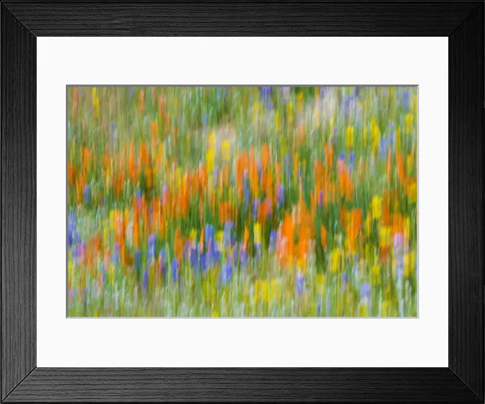 Framed Print : Wildflower abstract, Tehachapi Mountains, Angeles National Forest, California USA Framed Print : Wildflower abstract, Tehachapi Mountains, Angeles National Forest, California USA