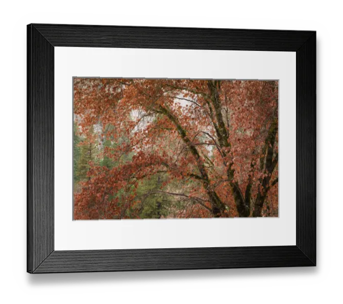 Framed Print : Black oaks in winter, Yosemite Valley, Yosemite National Park, California USA