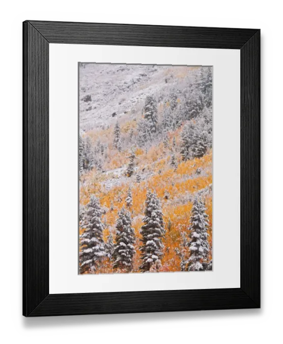 Framed Print : Fresh snow on fall aspens and pines along Bishop Creek, Inyo National Forest, Sierra