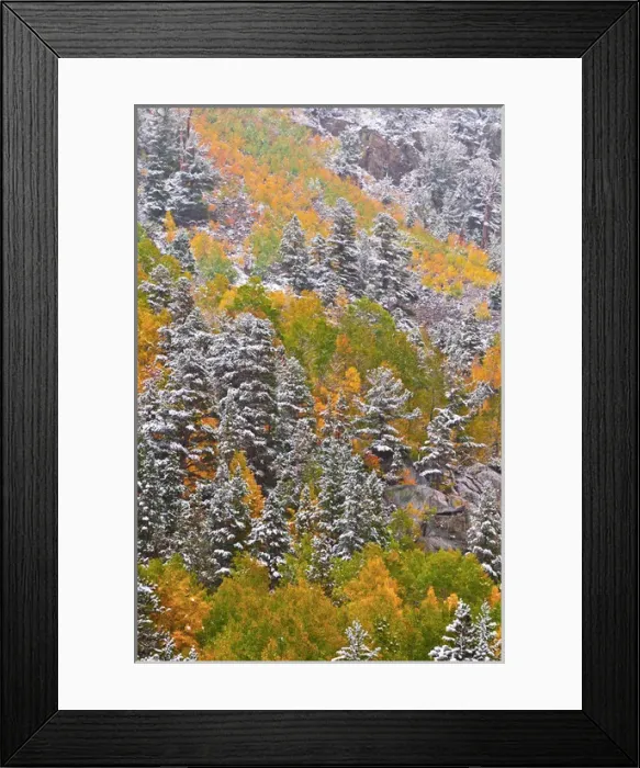 Framed Print : Fresh snow on fall aspens and pines along Bishop Creek, Inyo National Forest, Sierra Framed Print : Fresh snow on fall aspens and pines along Bishop Creek, Inyo National Forest, Sierra